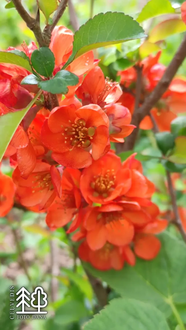 Chaenomeles japonica